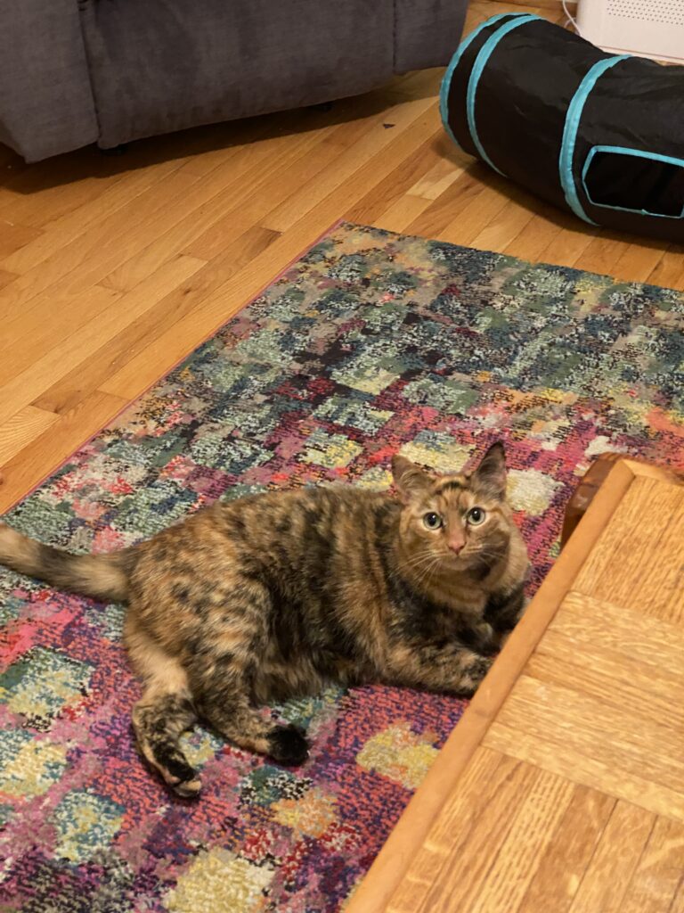 Frida, an orange tabby cat, enjoys playtime and purring.