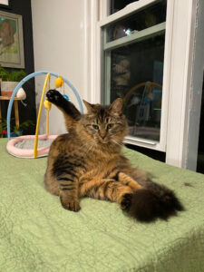Maple the Magnificent cat in Kenilworth in Asheville grooms herself.