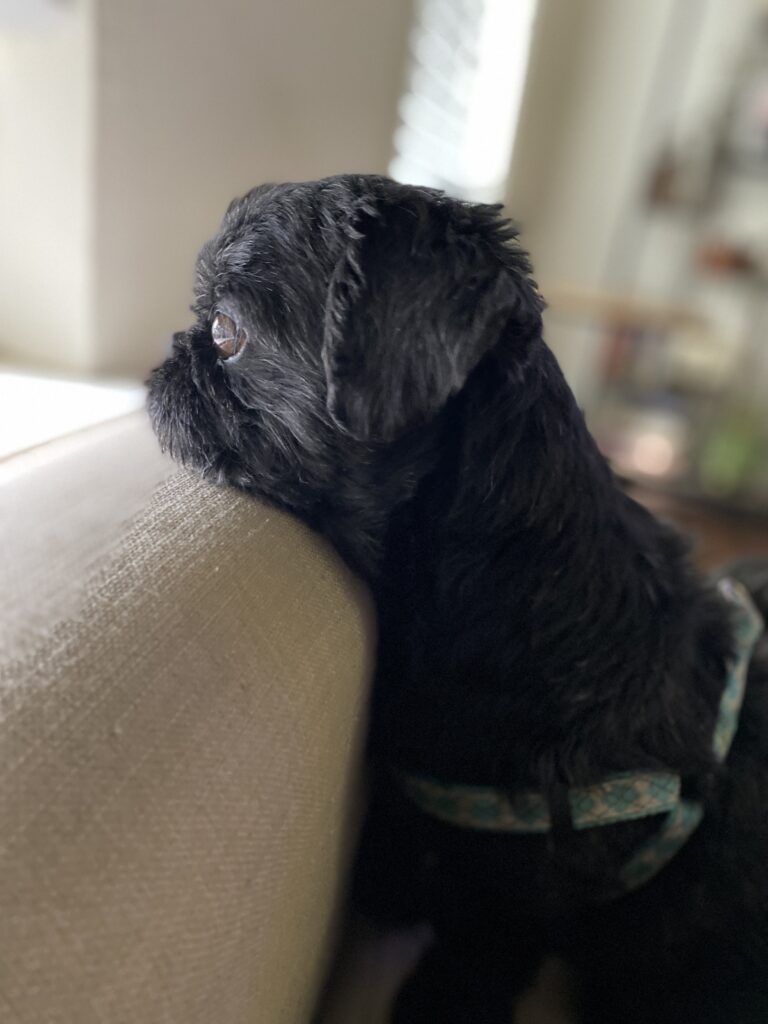 Jonesy, a Shih Tzu dog, watches for intruders out his window.