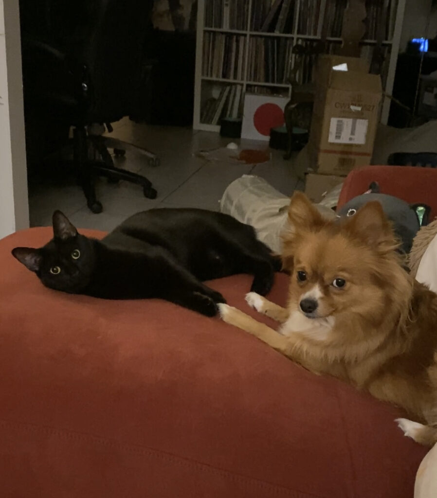 Bunny, a fluffy Chihuahua mix, and Kupo the Cat, hold hands while staring at Paul.