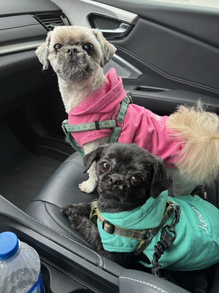 Jadeie and Jonesy are Shih Tzu siblings and cuddly dogs.